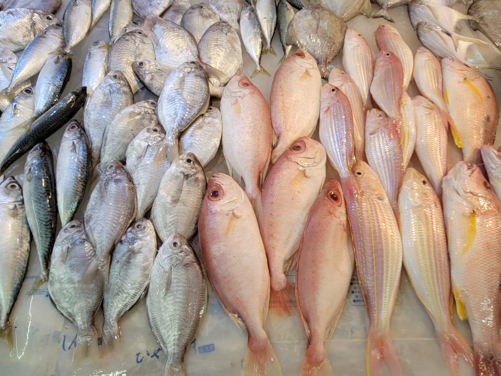 香港海魚全接觸
