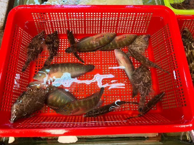 香港海魚大追蹤