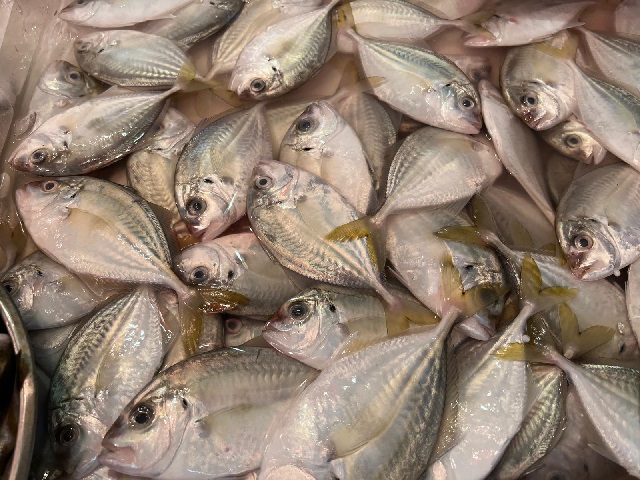 香港海魚大追蹤